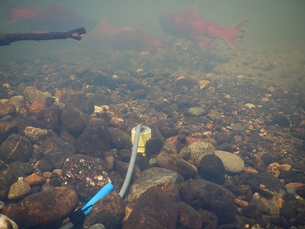 Matanuska-Susitna Salmon Research